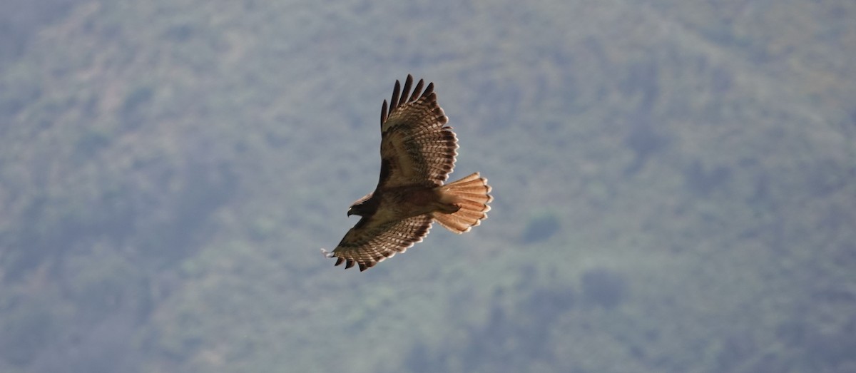 Red-tailed Hawk - Brad Rumble