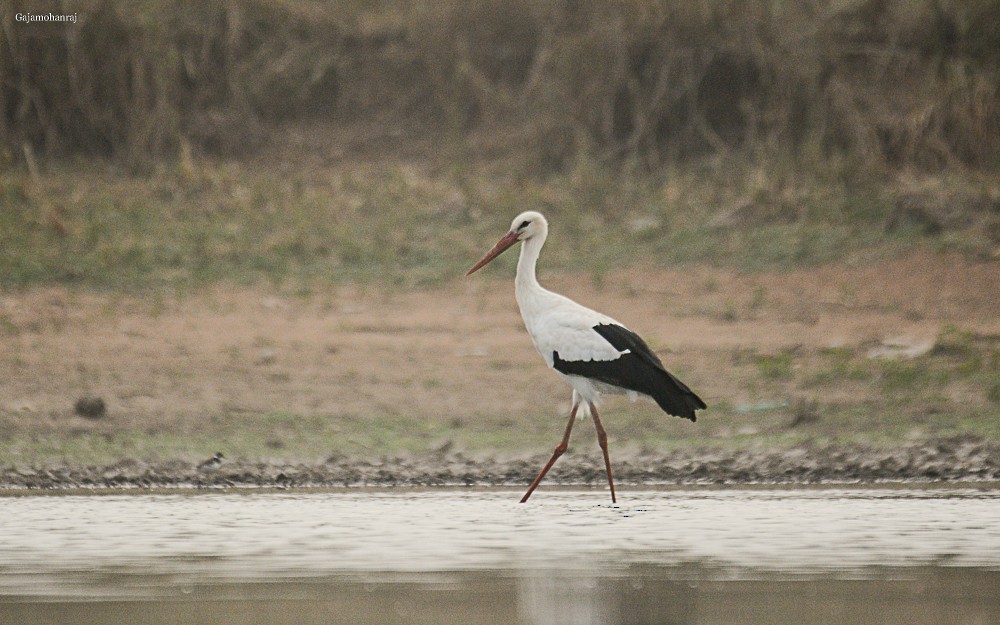 White Stork - Gaja mohanraj