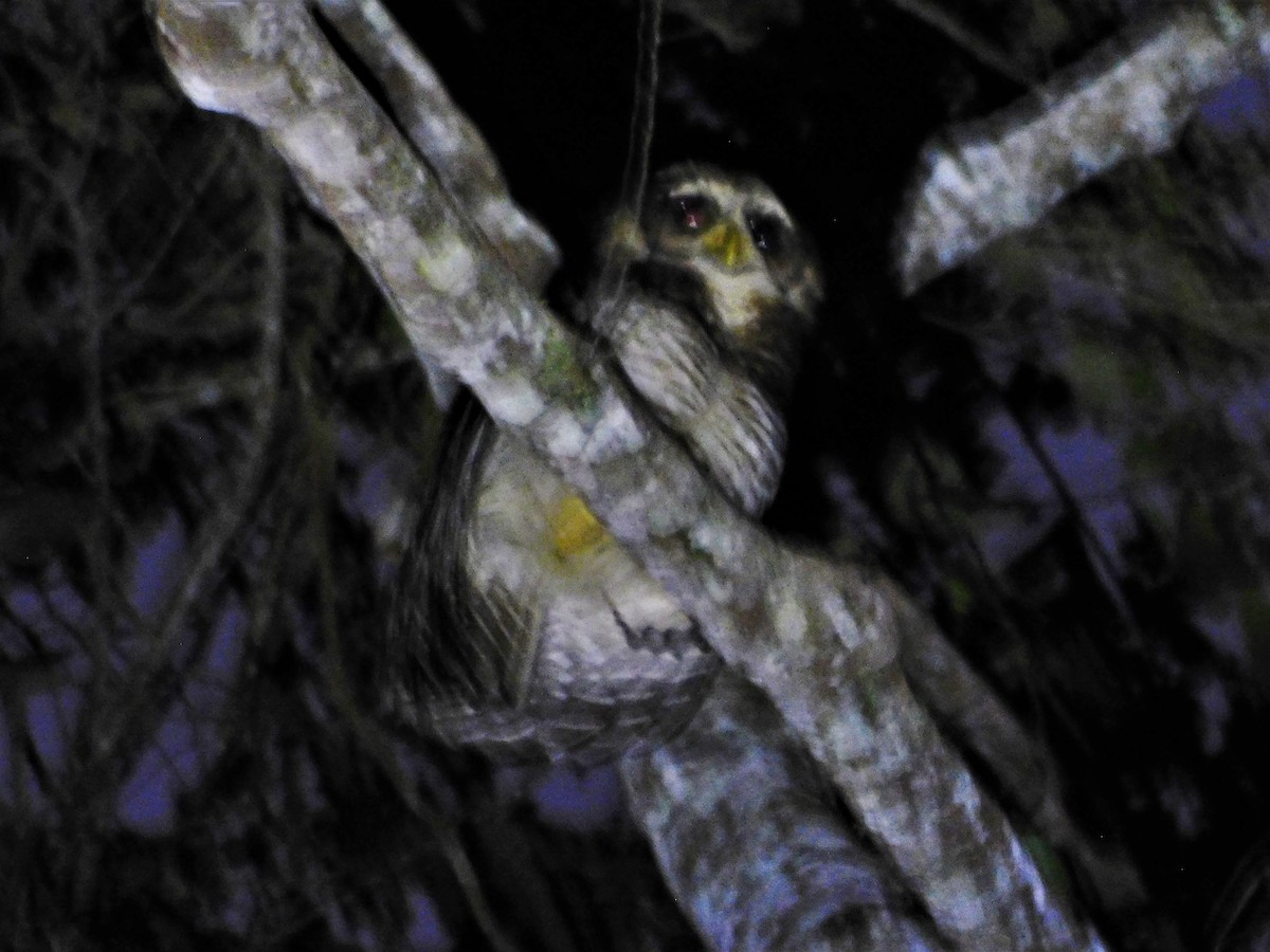 Band-bellied Owl - Nicolás Bejarano