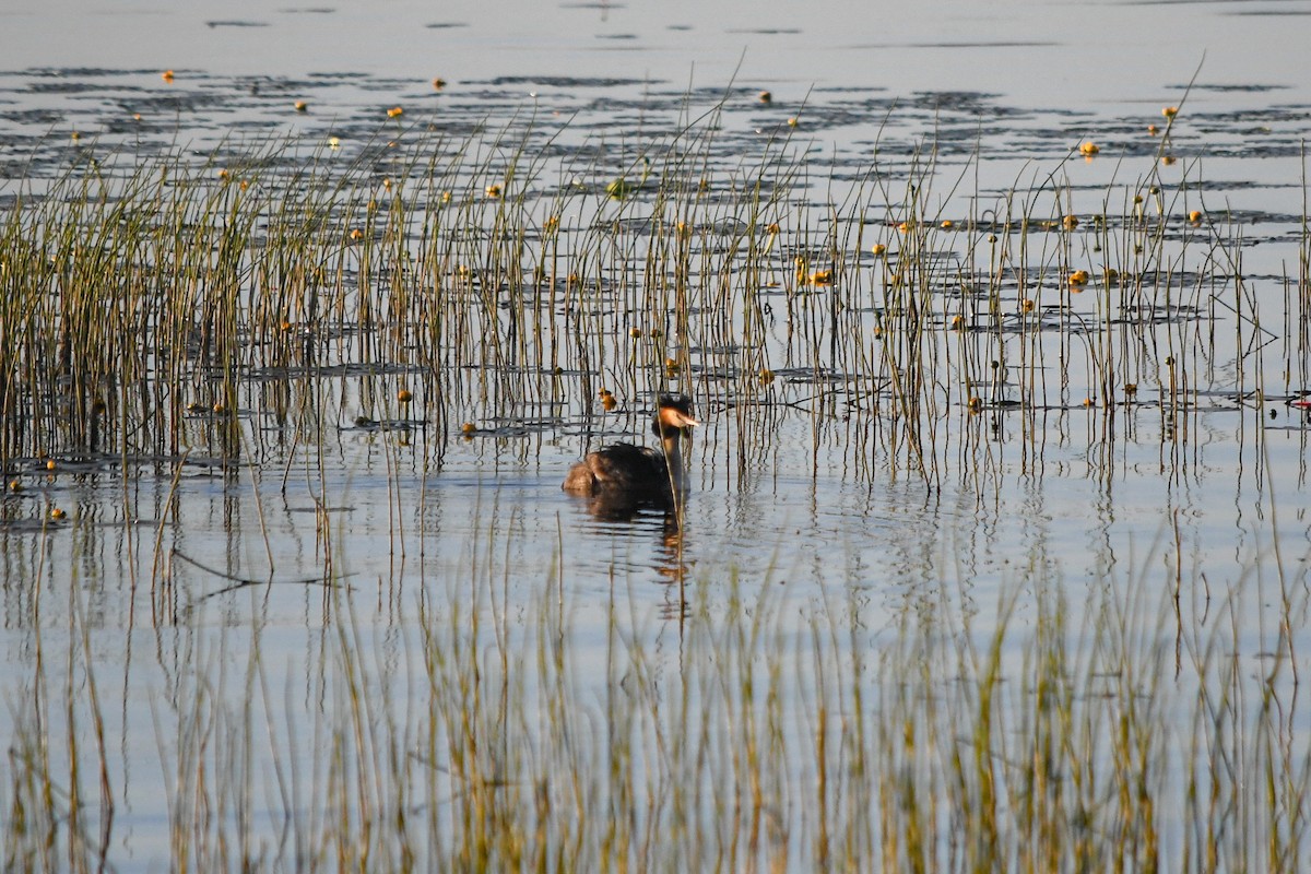 Great Crested Grebe - ML166186191