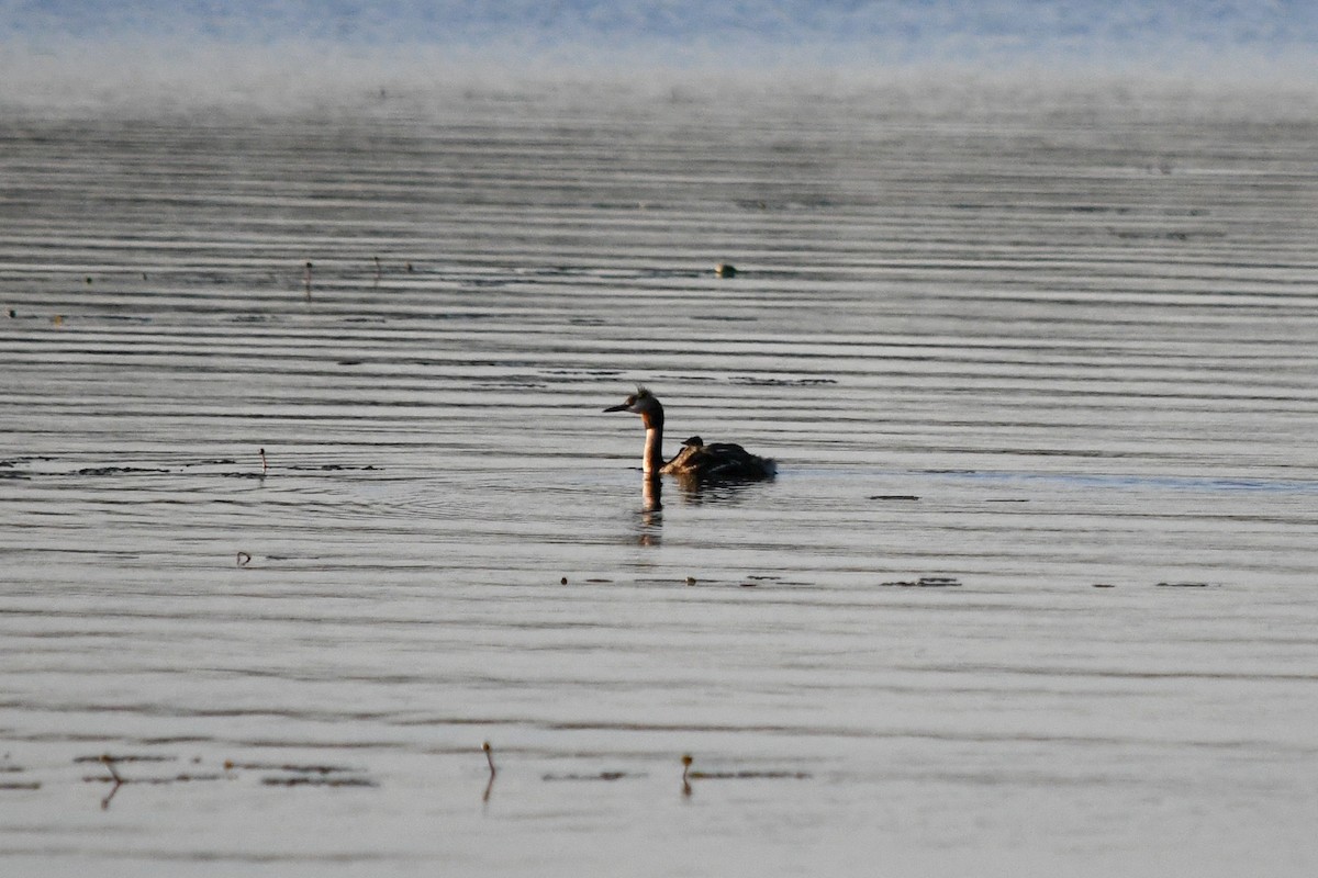 Great Crested Grebe - ML166186211