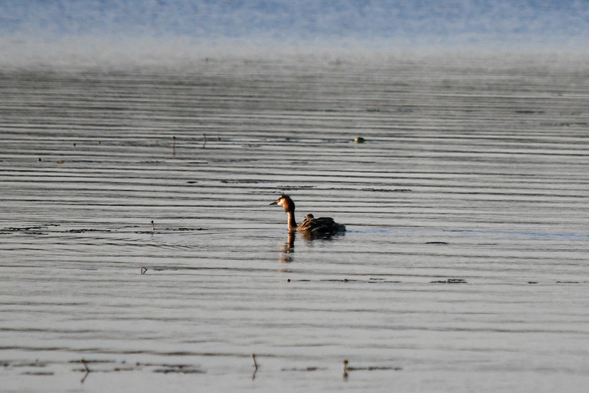 Great Crested Grebe - ML166186221