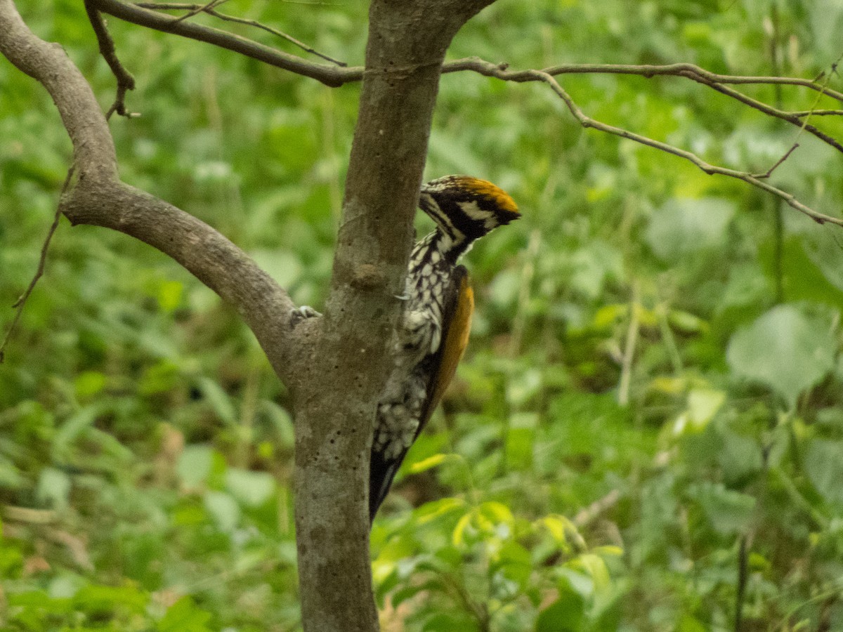 White-naped Woodpecker - Jishnu Narayanan
