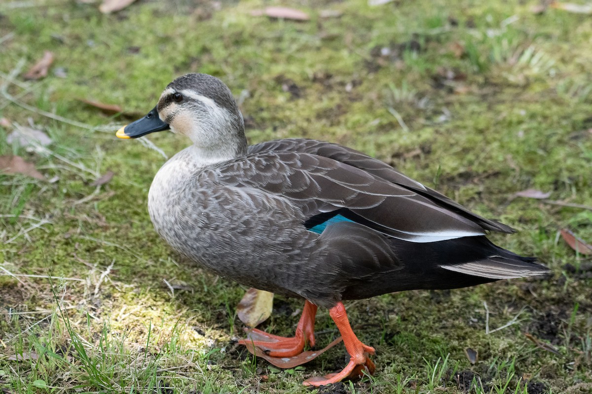 Eastern Spot-billed Duck - ML166187951