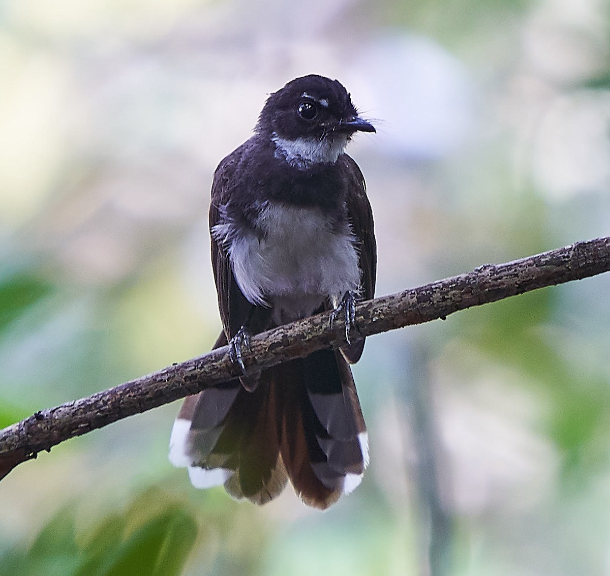 Malaysian Pied-Fantail - Steven Cheong
