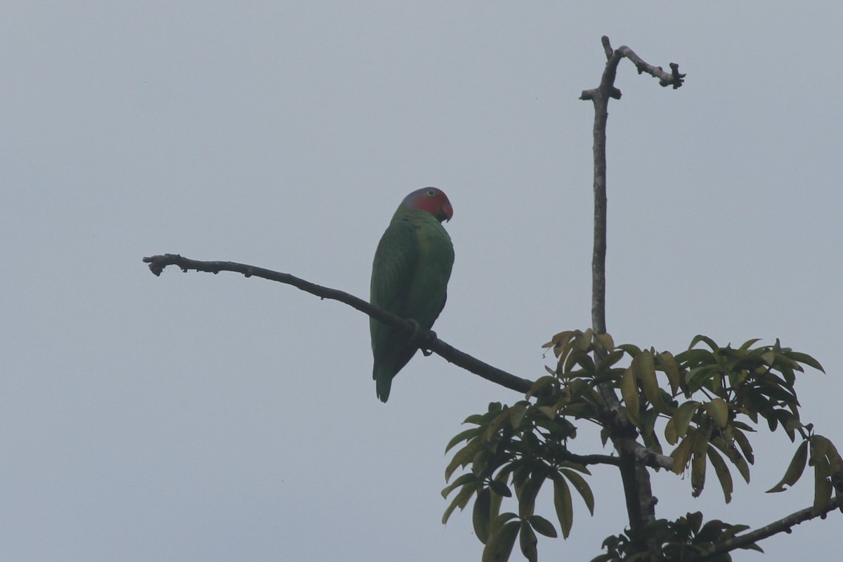 Red-cheeked Parrot - ML166188991