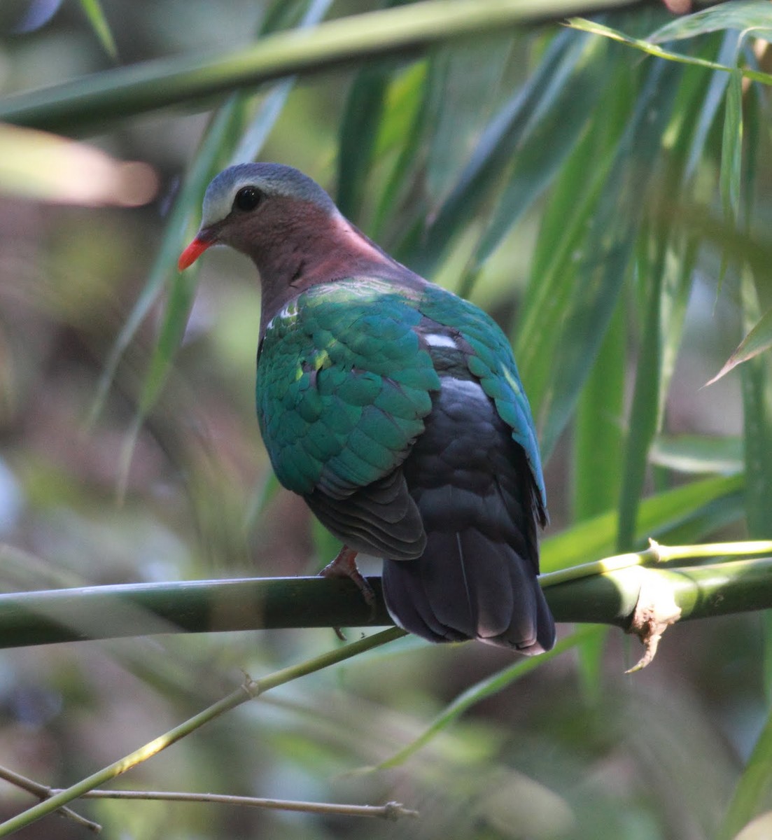 Asian Emerald Dove - Paul Bourdin