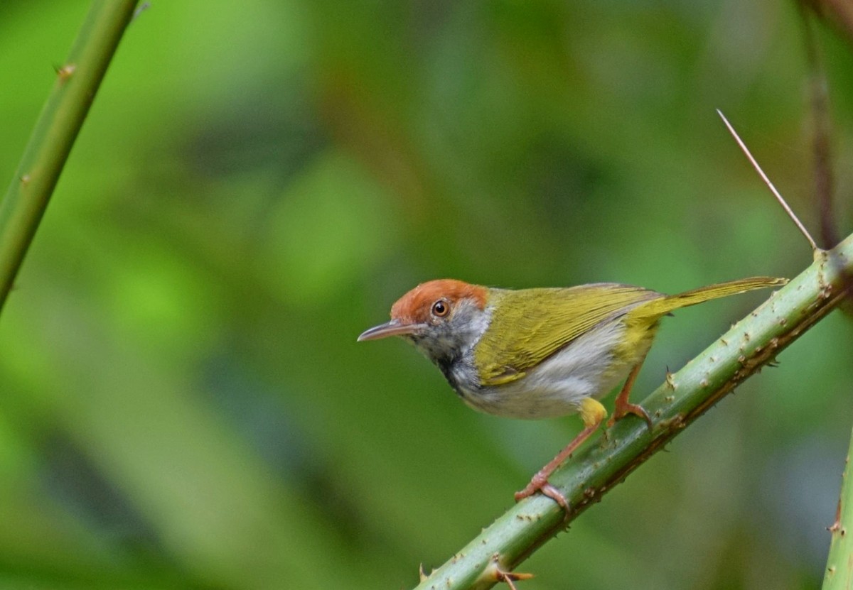 Dark-necked Tailorbird - Biswanath Mondal