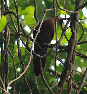 Philippine Cuckoo-Dove, ML166190171