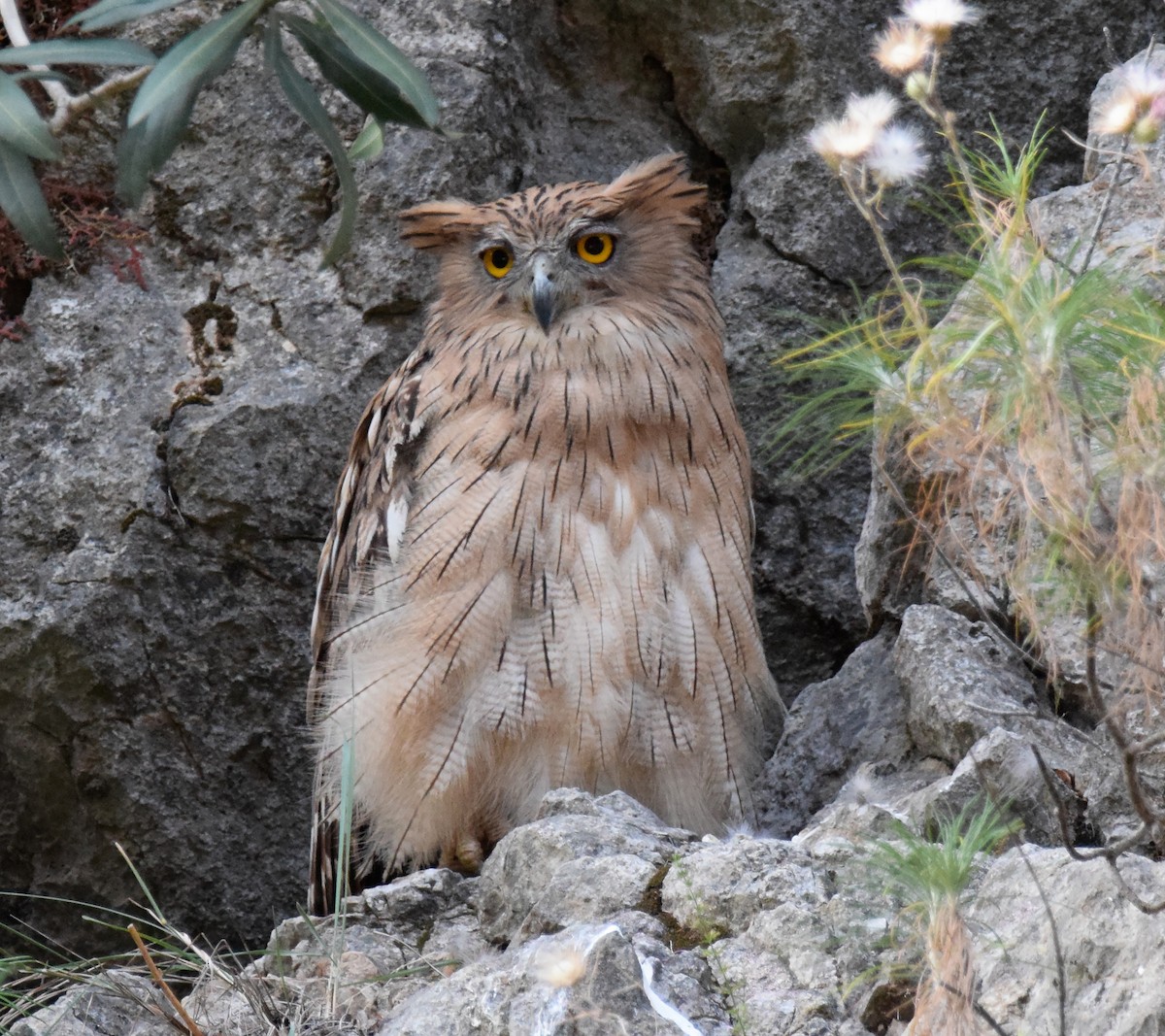 Brown Fish-Owl (Turkish) - ML166190641