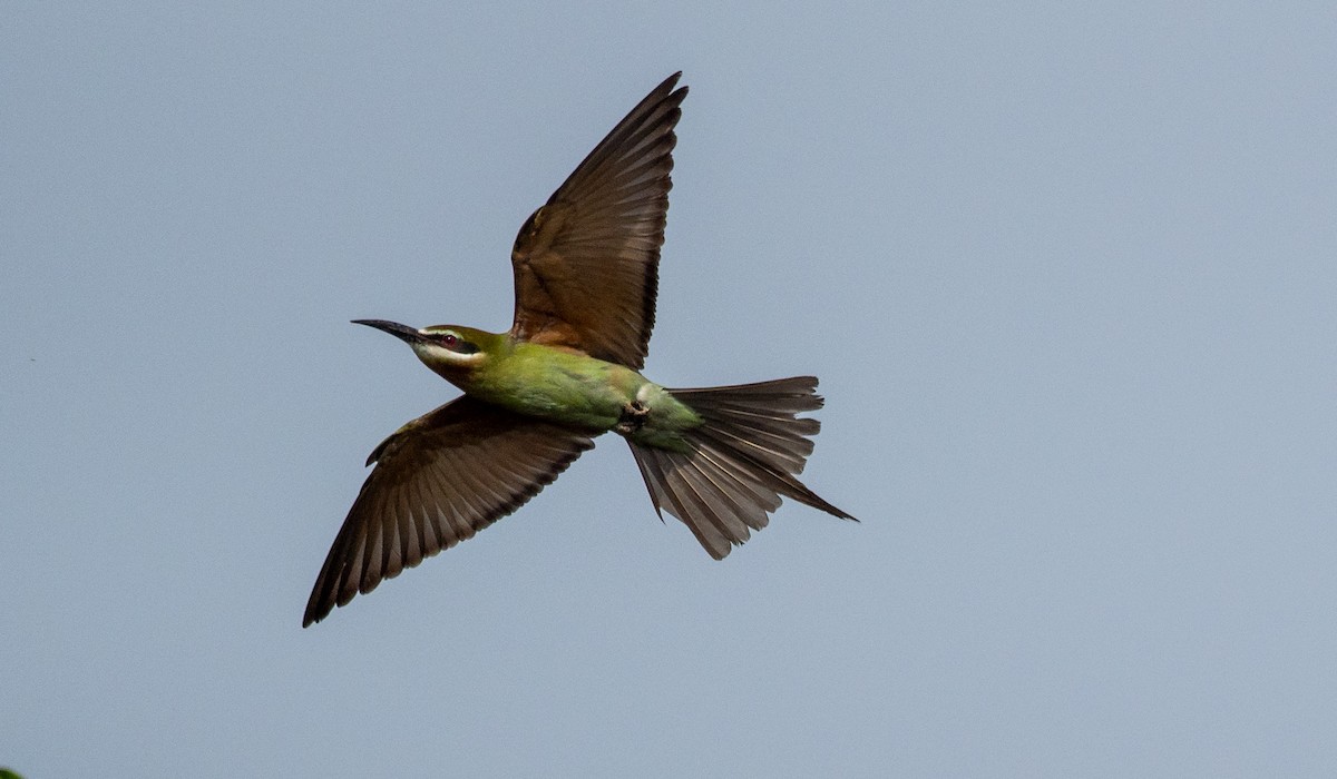 Madagascar Bee-eater - Forest Botial-Jarvis