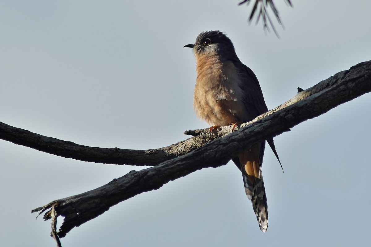 Fan-tailed Cuckoo - ML166194551