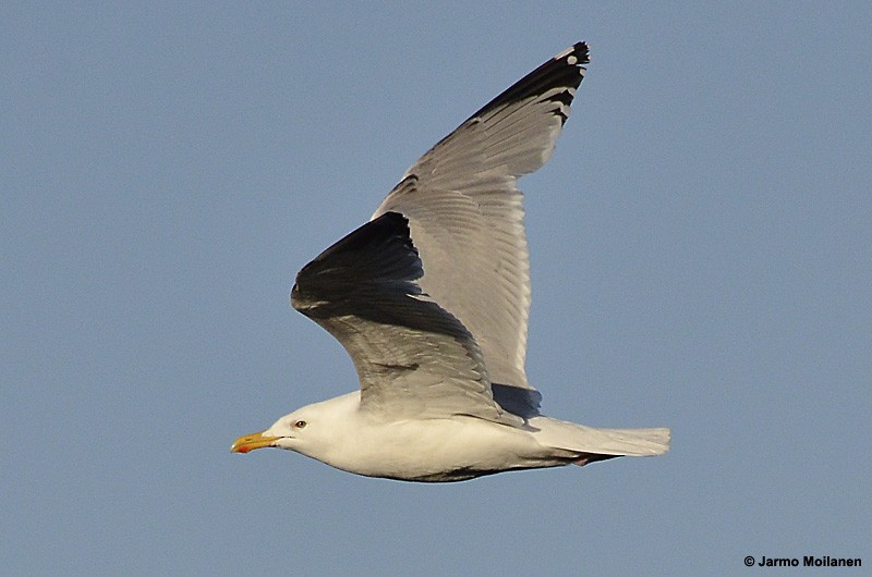 Herring Gull (European) - Jarmo Moilanen