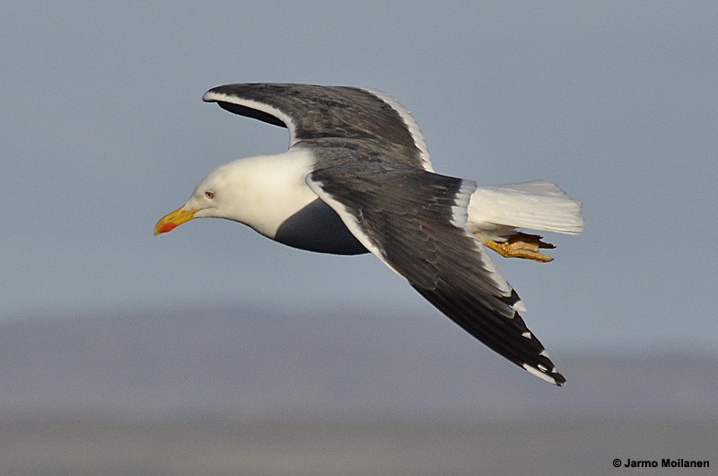 Lesser Black-backed Gull (graellsii) - Jarmo Moilanen