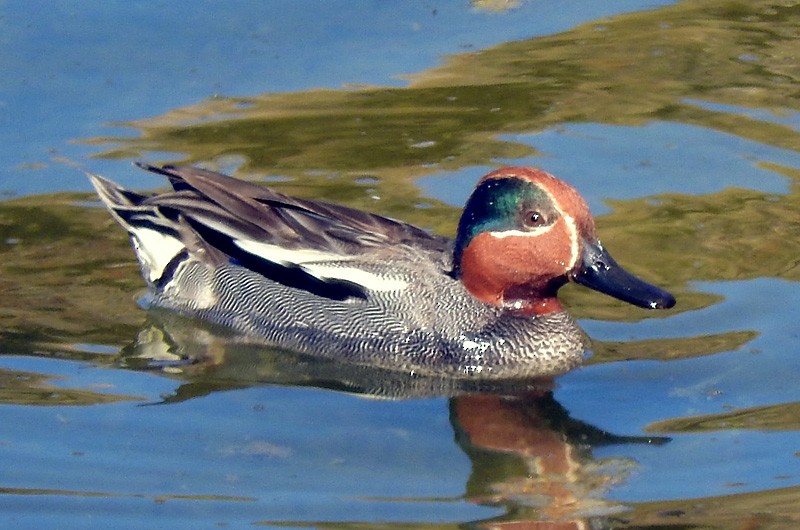 Green-winged Teal - ML166196661