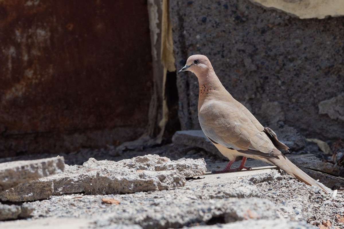 Laughing Dove - ML166202531