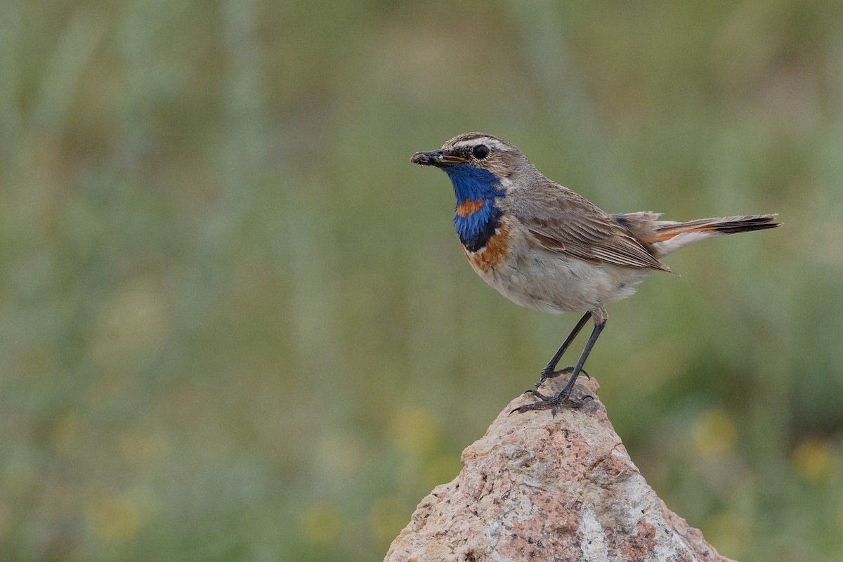 Bluethroat (Red-spotted) - ML166202981