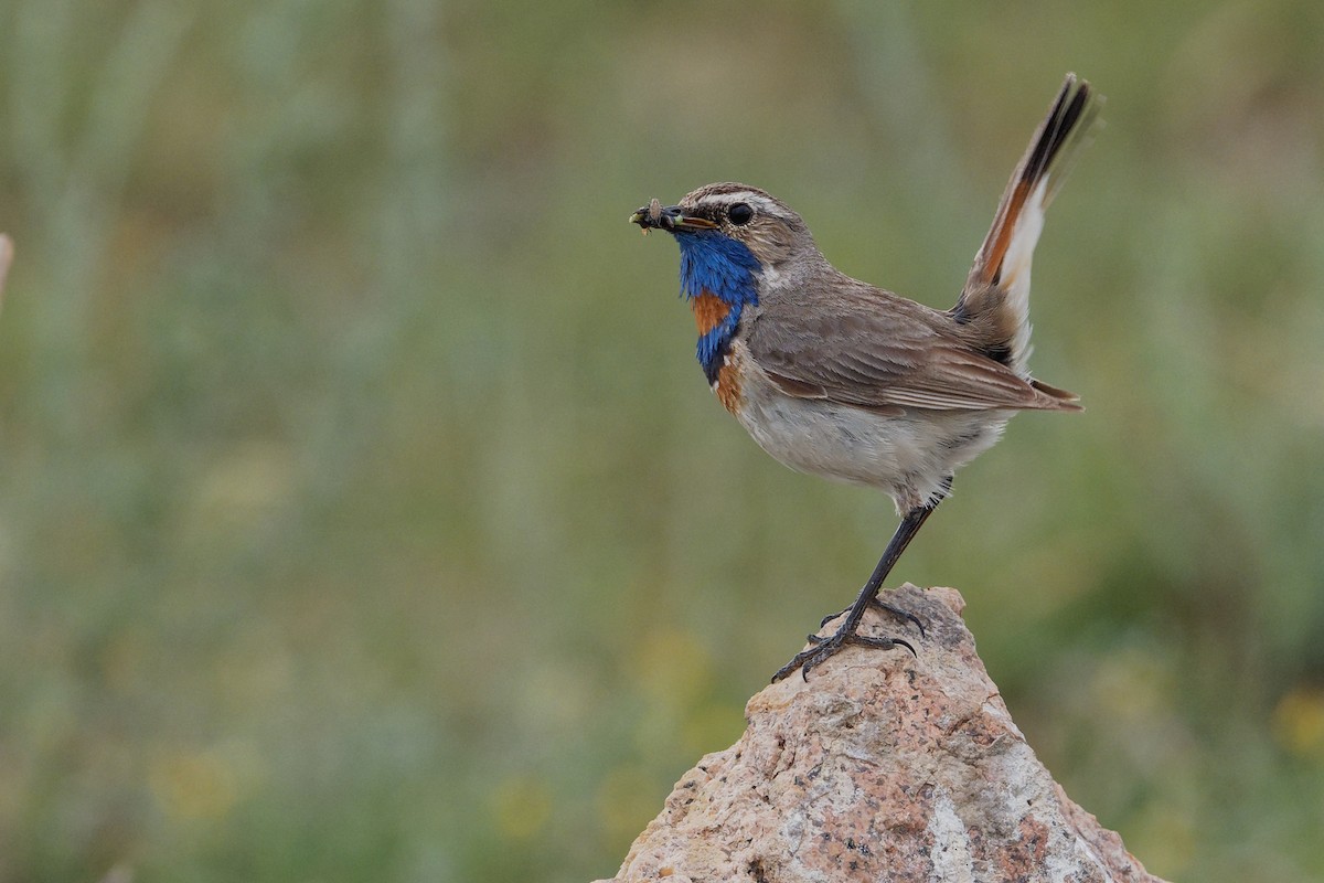 Bluethroat (Red-spotted) - ML166203011