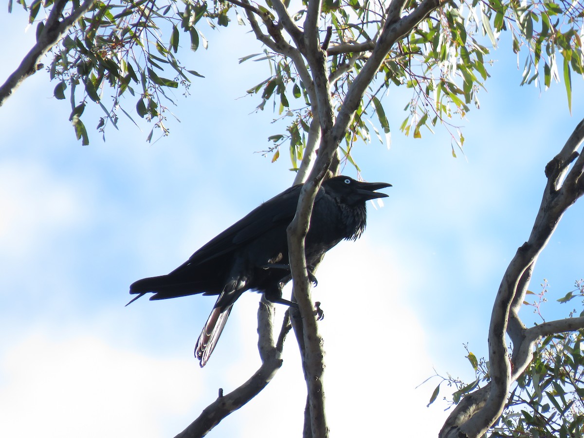Australian Raven - ML166203371