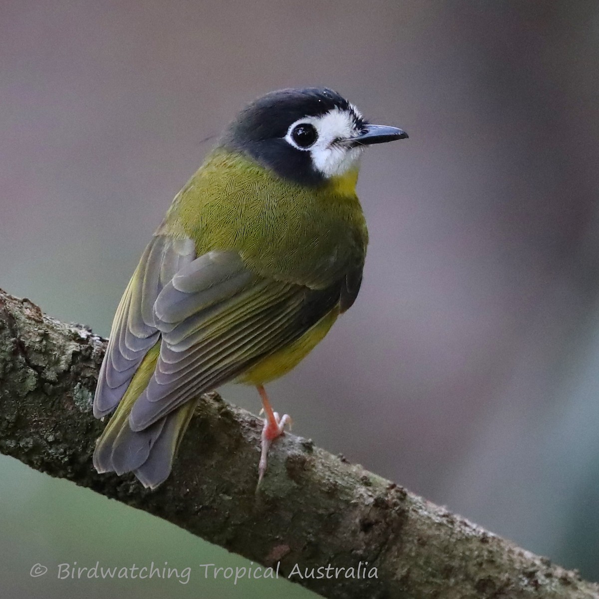 White-faced Robin - Doug Herrington || Birdwatching Tropical Australia Tours