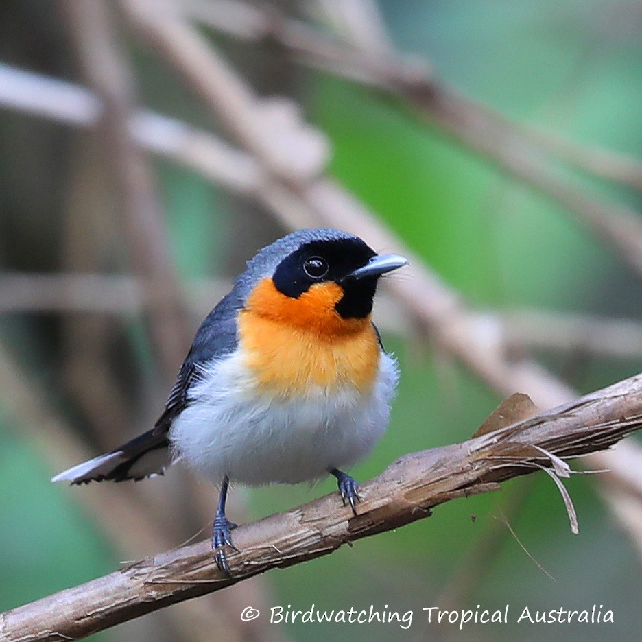 Spectacled Monarch - Doug Herrington || Birdwatching Tropical Australia Tours