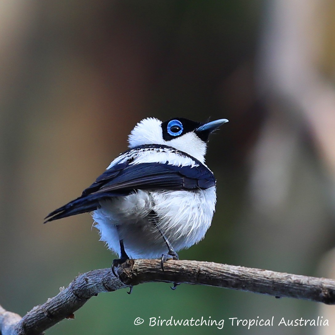 Frill-necked Monarch - Doug Herrington || Birdwatching Tropical Australia Tours