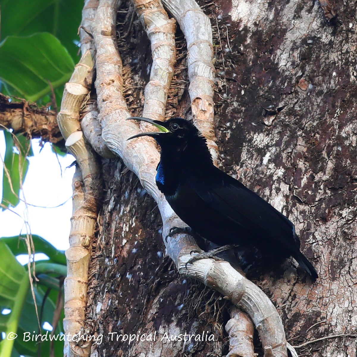 Magnificent Riflebird - Doug Herrington || Birdwatching Tropical Australia Tours