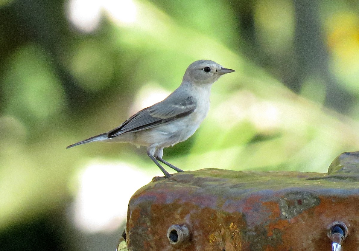 Lucy's Warbler - ML166205371