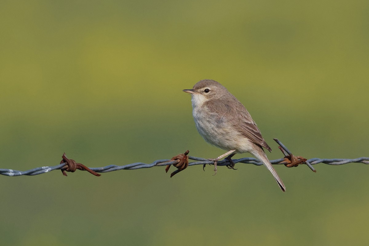 Booted Warbler - ML166205801