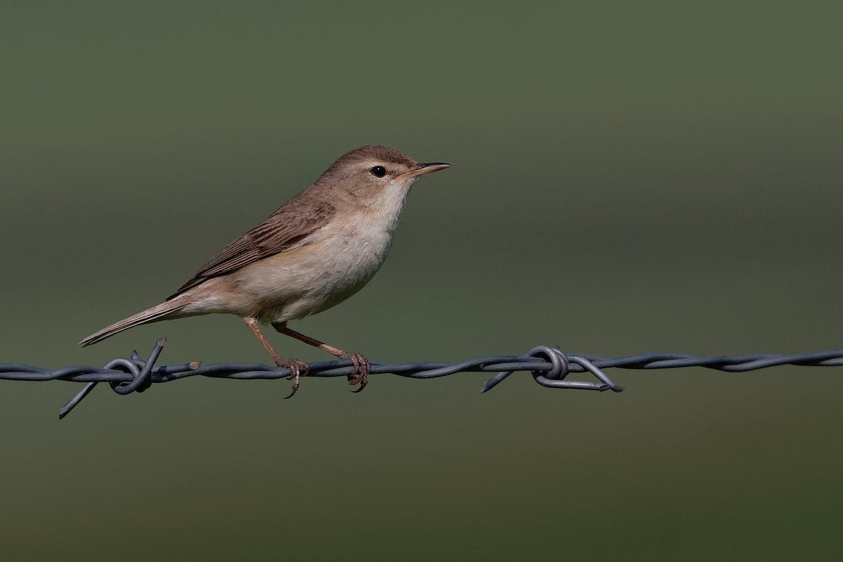 Booted Warbler - ML166205811