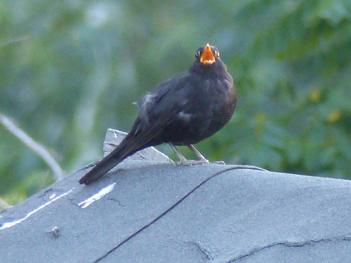 Eurasian Blackbird - Coleta Holzhäuser