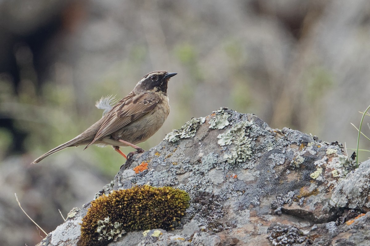 Black-throated Accentor - Vincent Wang