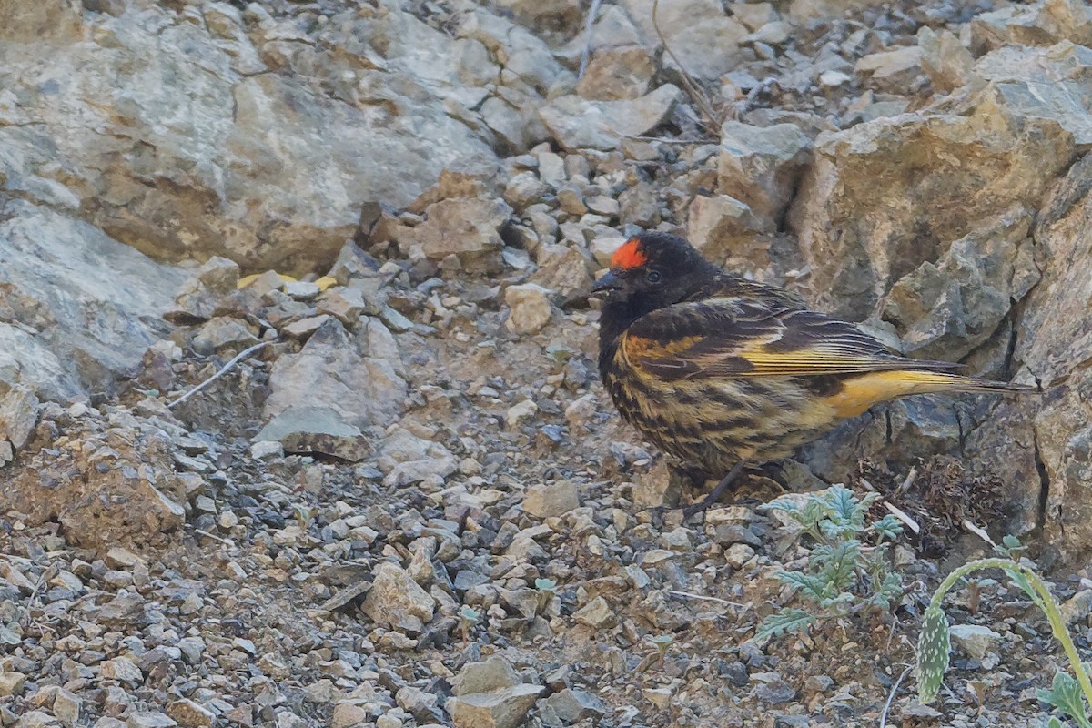 Fire-fronted Serin - ML166207801