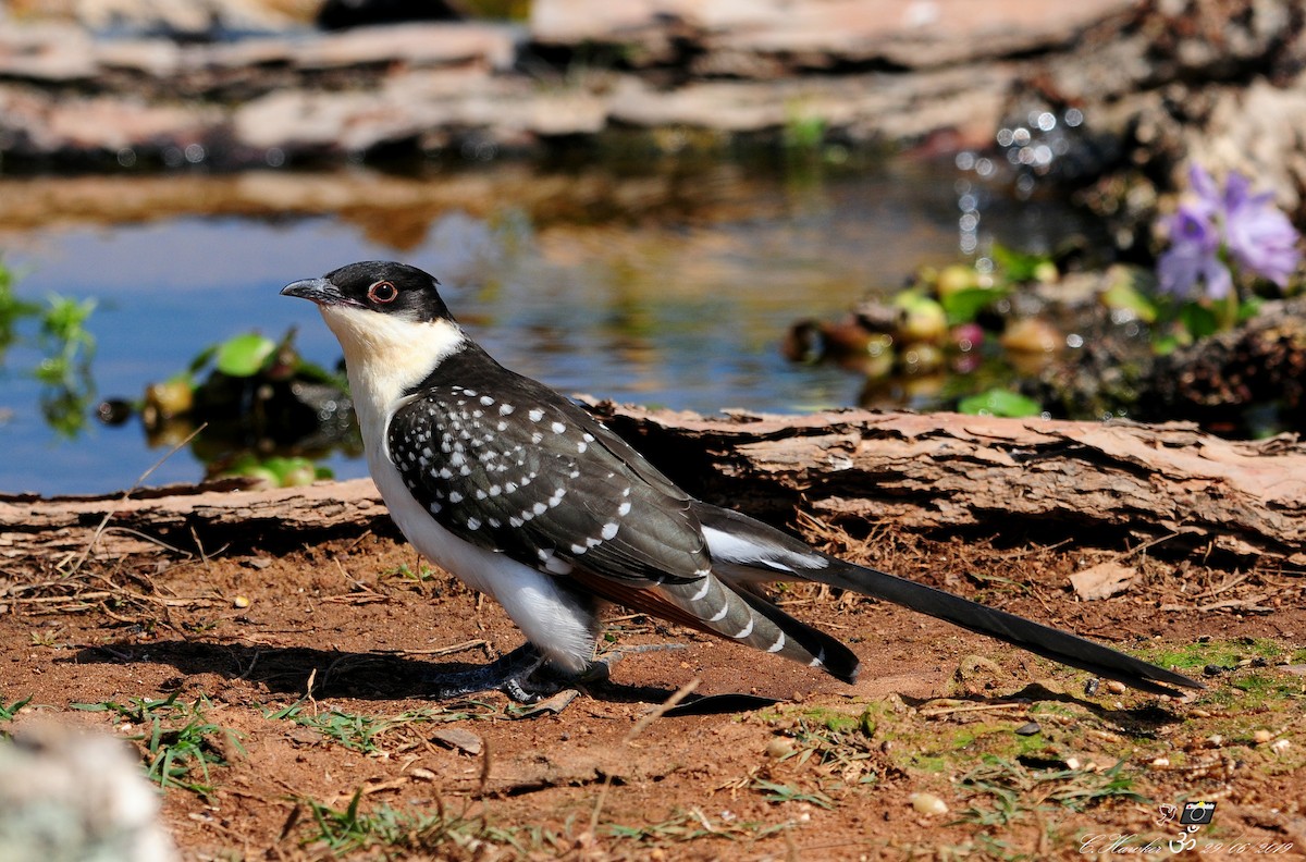 Great Spotted Cuckoo - ML166214251