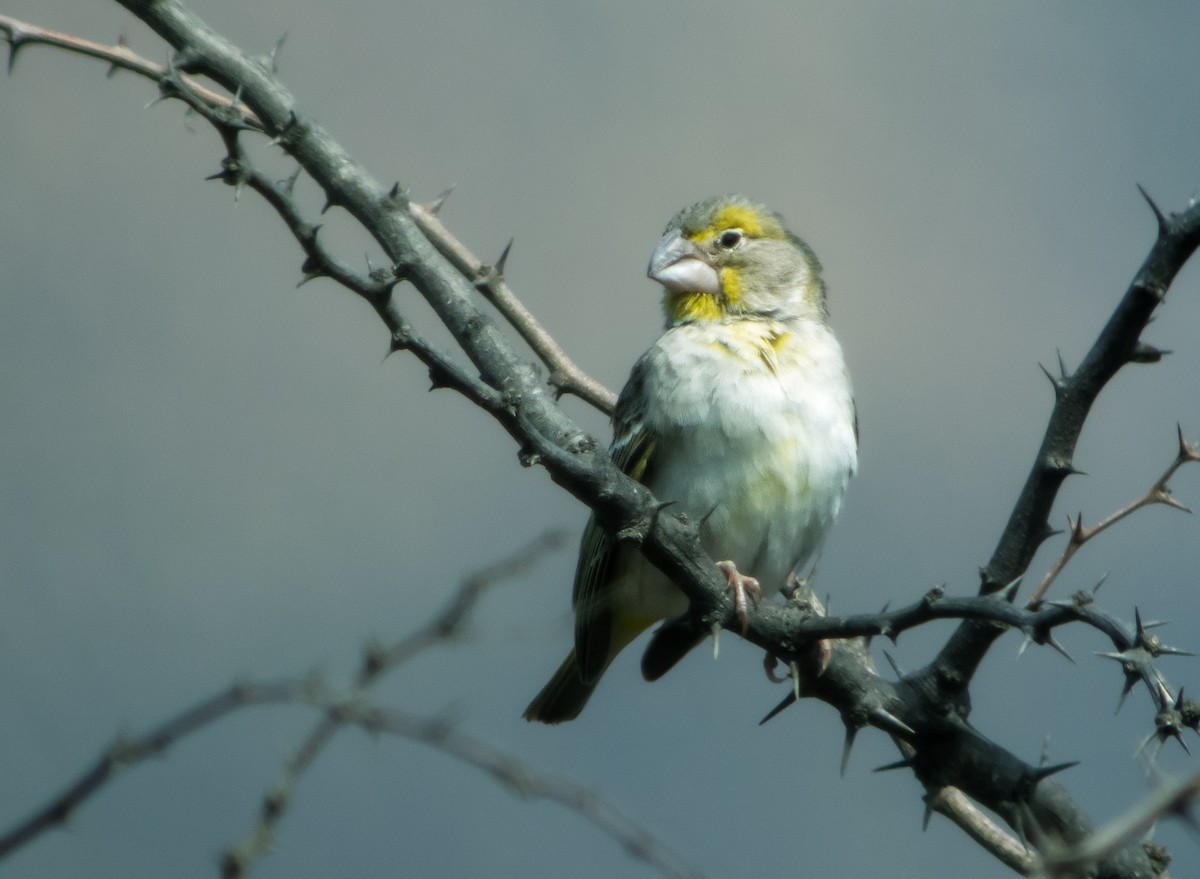 Sulphur-throated Finch - Nick Athanas