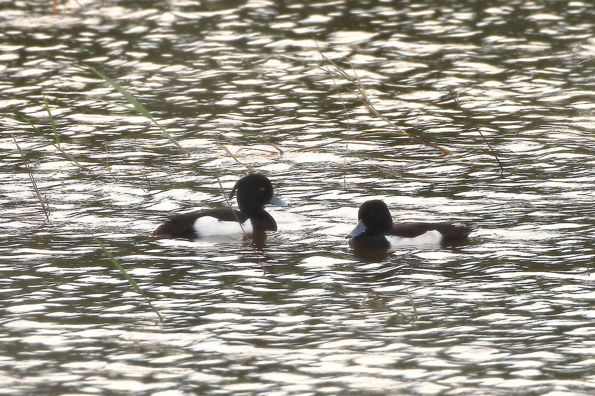 Tufted Duck - ML166216161