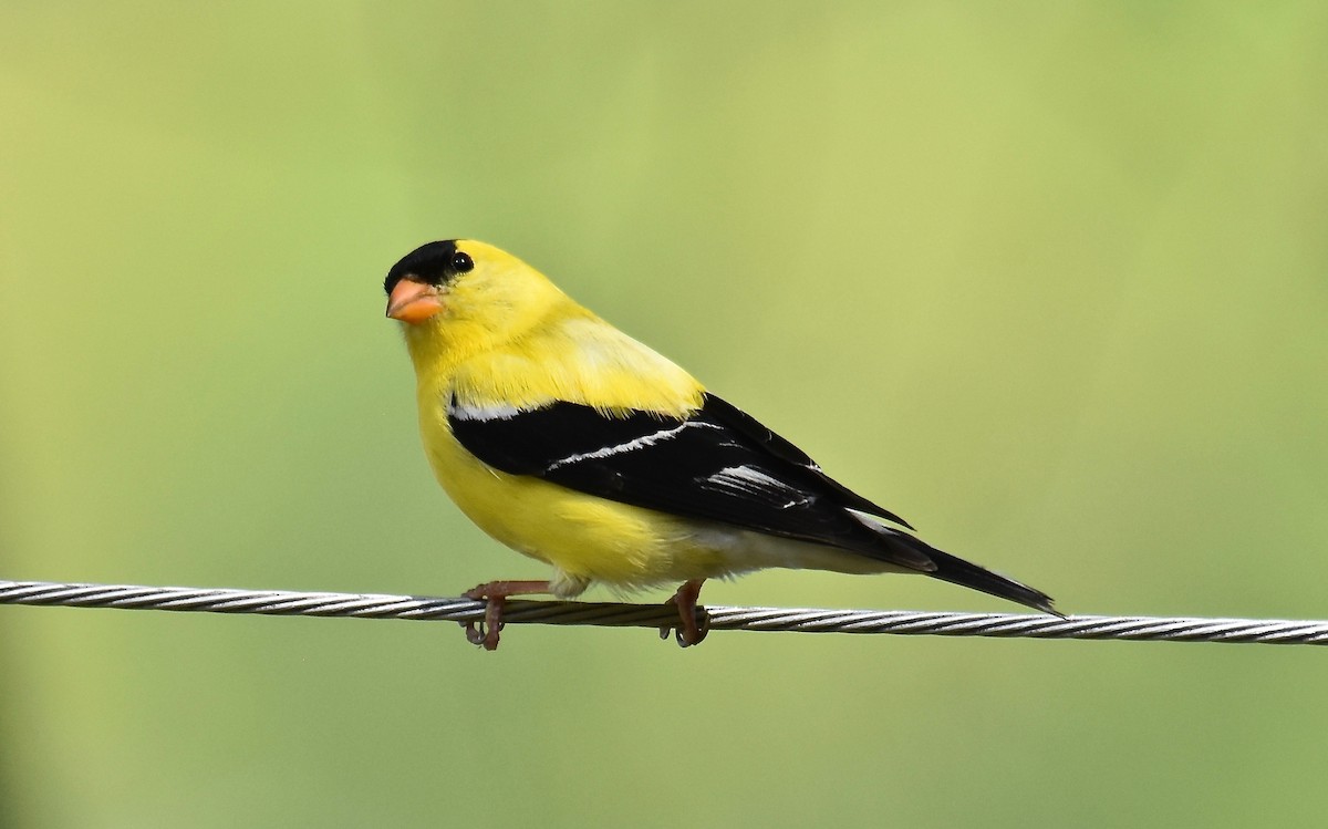 American Goldfinch - Scott Isherwood