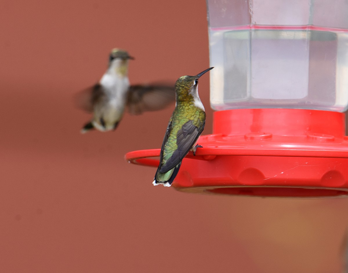Ruby-throated Hummingbird - ML166217901