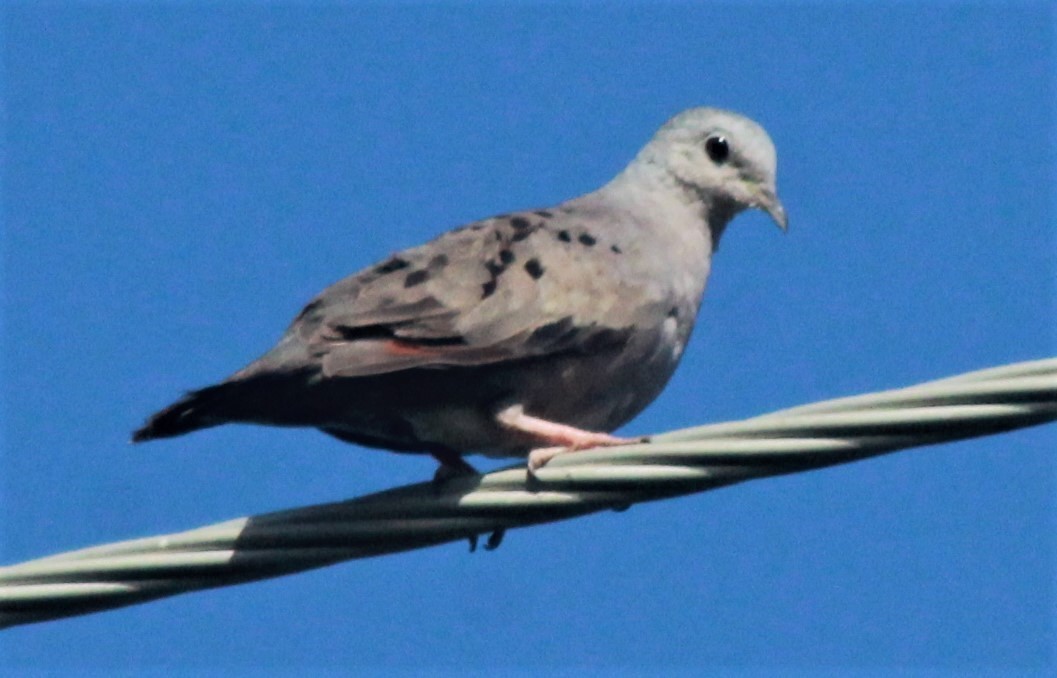 Plain-breasted Ground Dove - Nestor Herrera