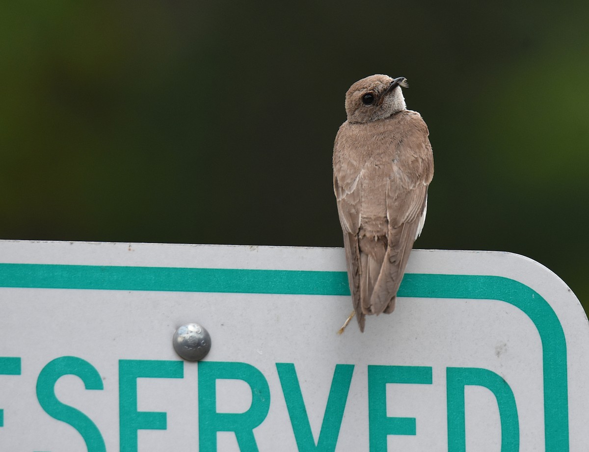 Northern Rough-winged Swallow - ML166218131
