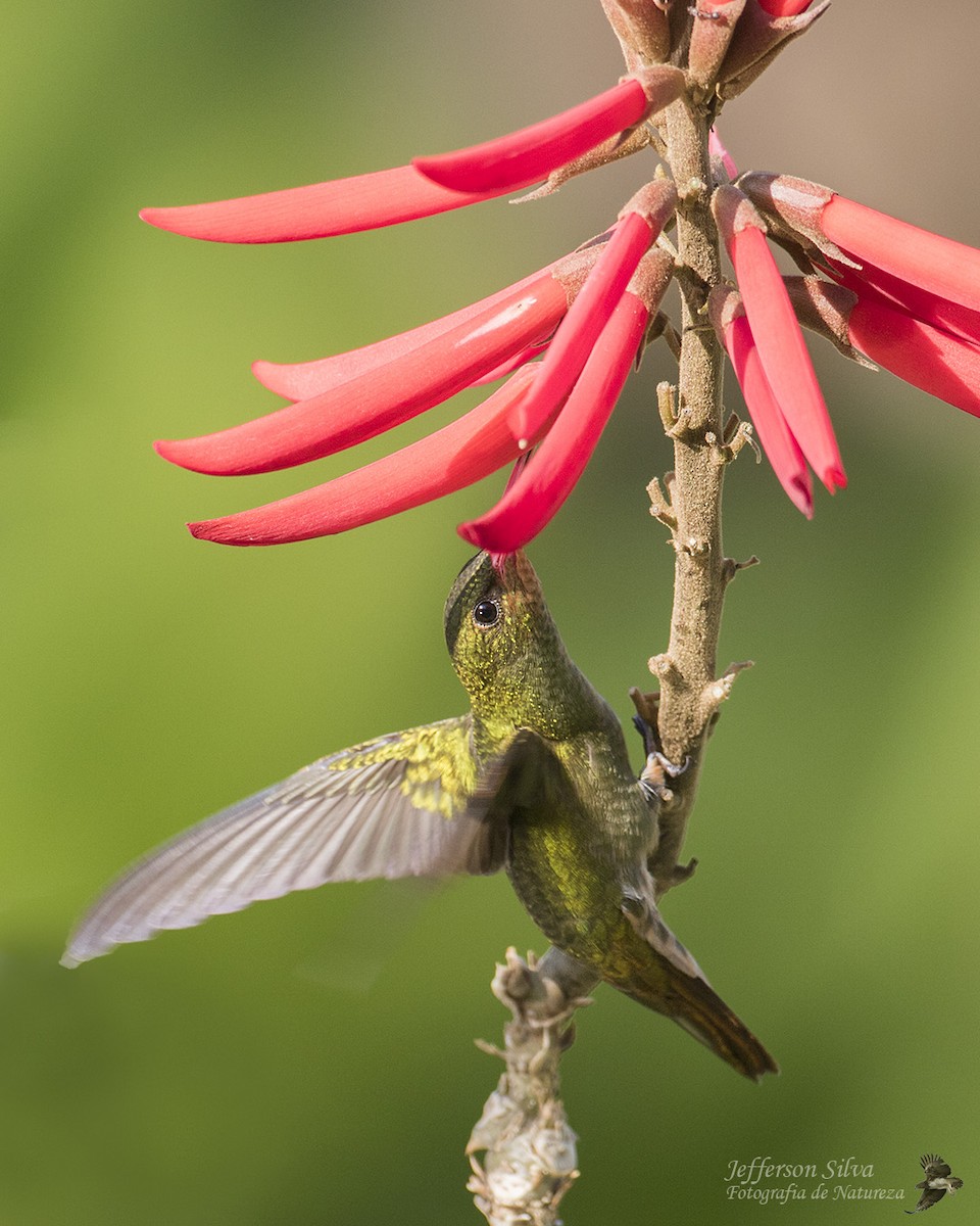 Gilded Hummingbird - Jefferson Silva