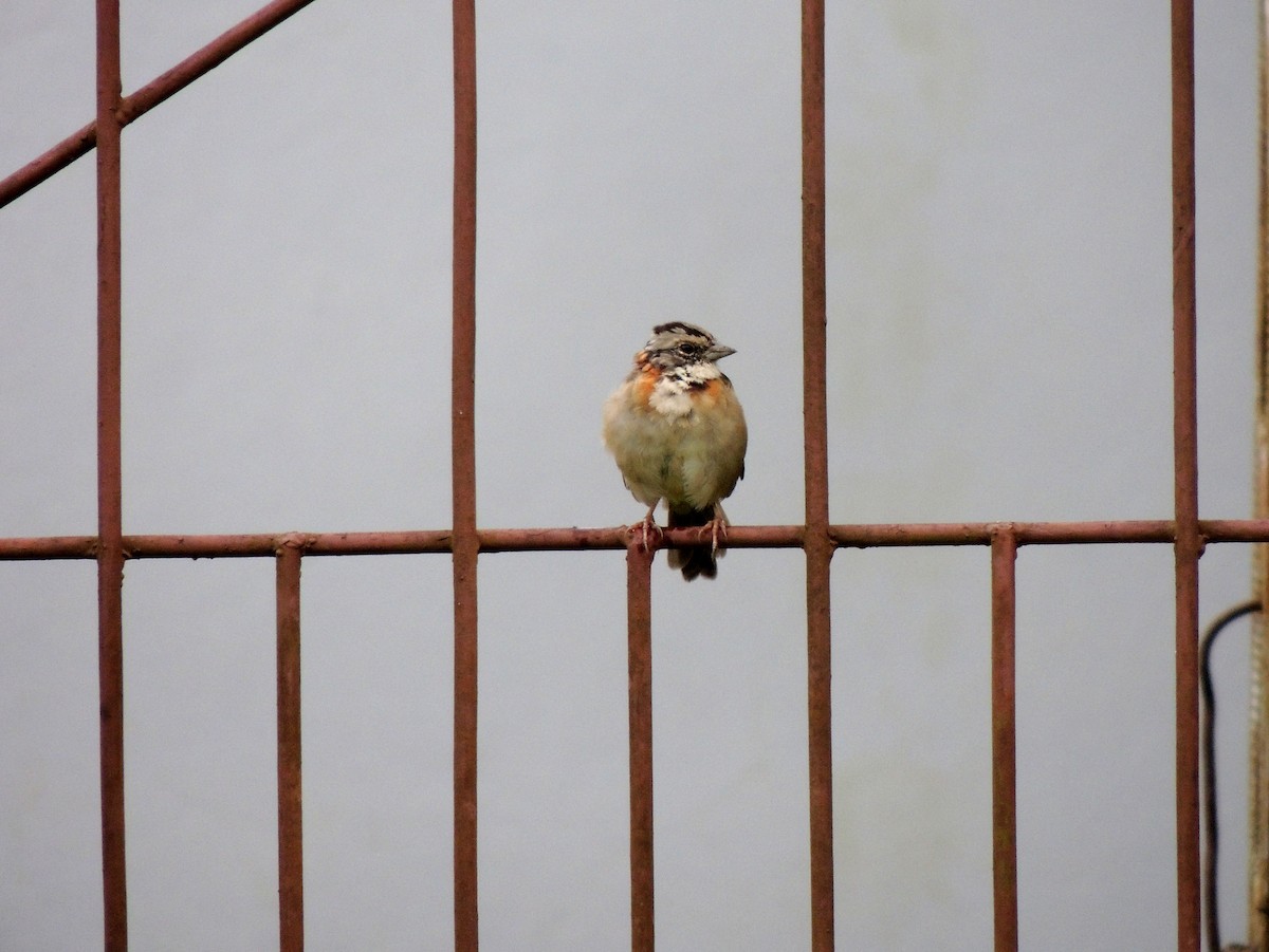 Rufous-collared Sparrow - ML166221921