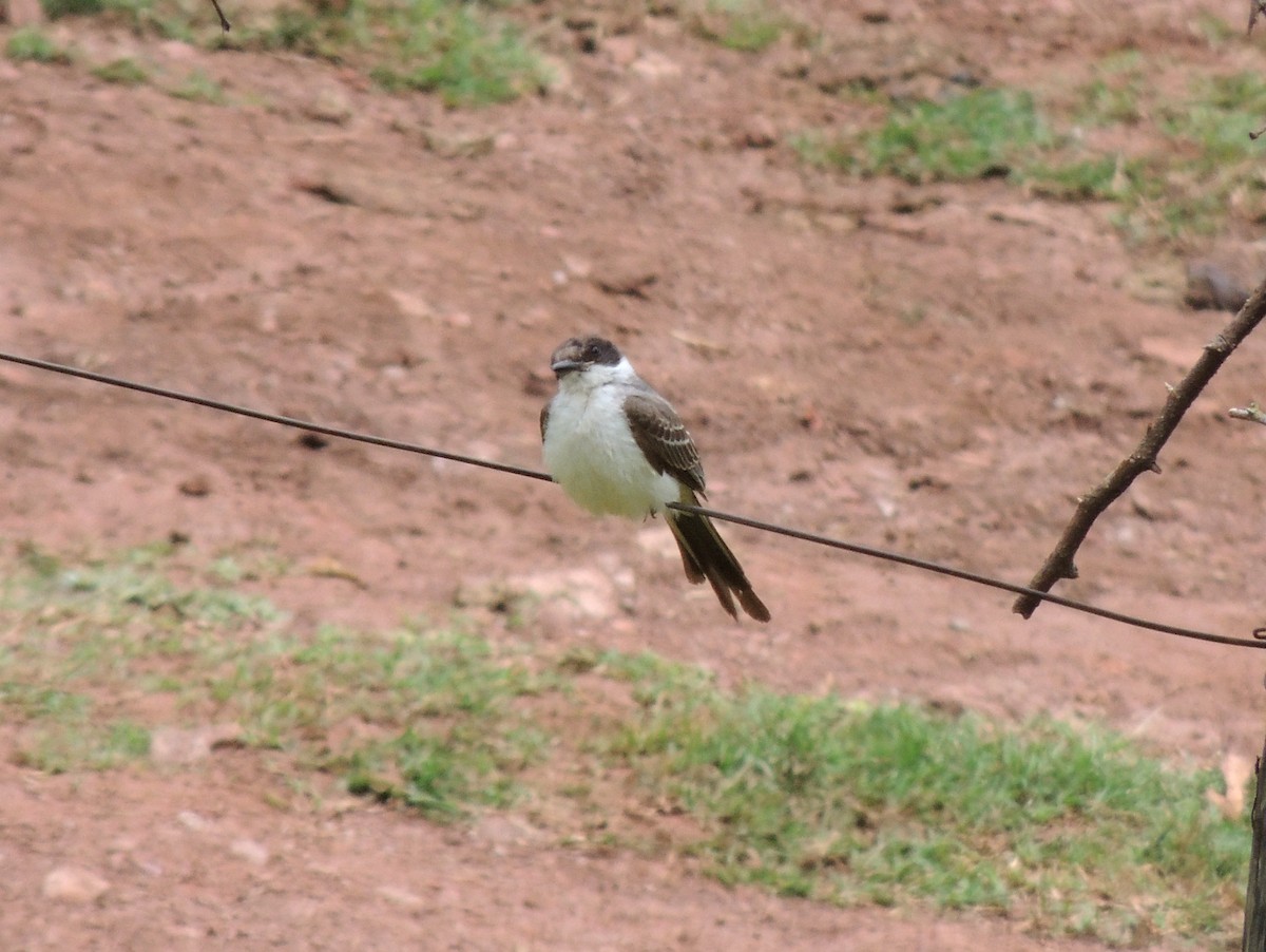 Fork-tailed Flycatcher - ML166222261