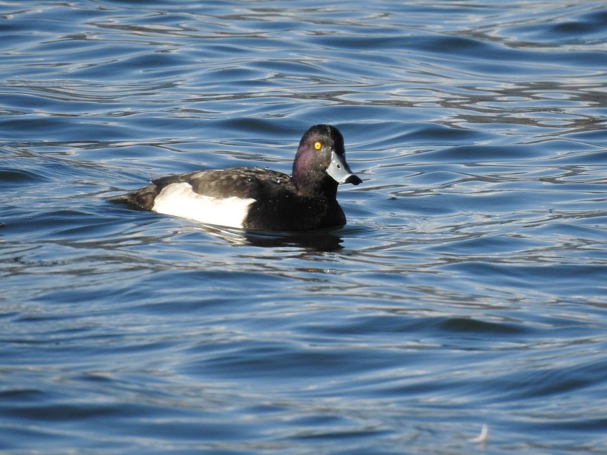 Tufted Duck - ML166222821