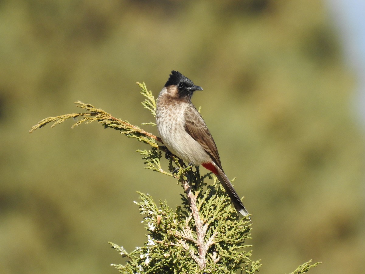 Red-vented Bulbul - ML166224311