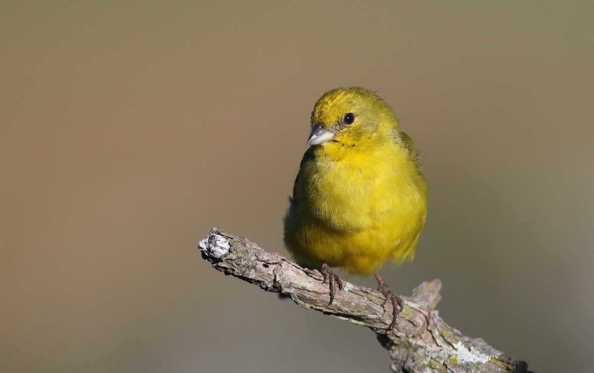 Stripe-tailed Yellow-Finch - ML166224981