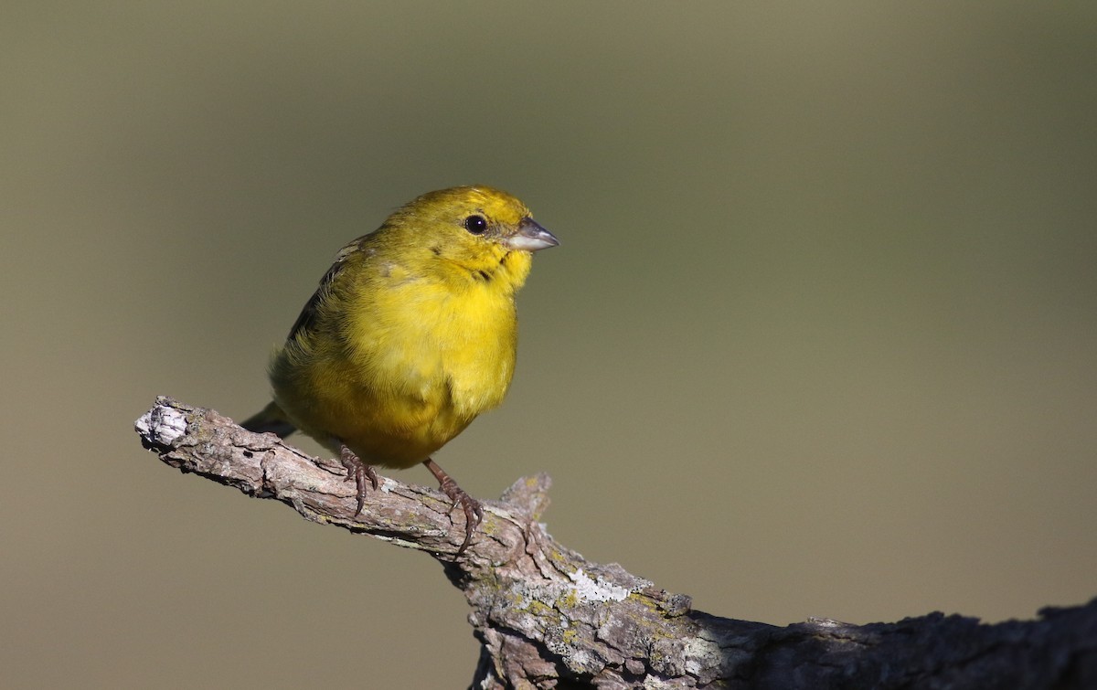 Stripe-tailed Yellow-Finch - Anton Liebermann
