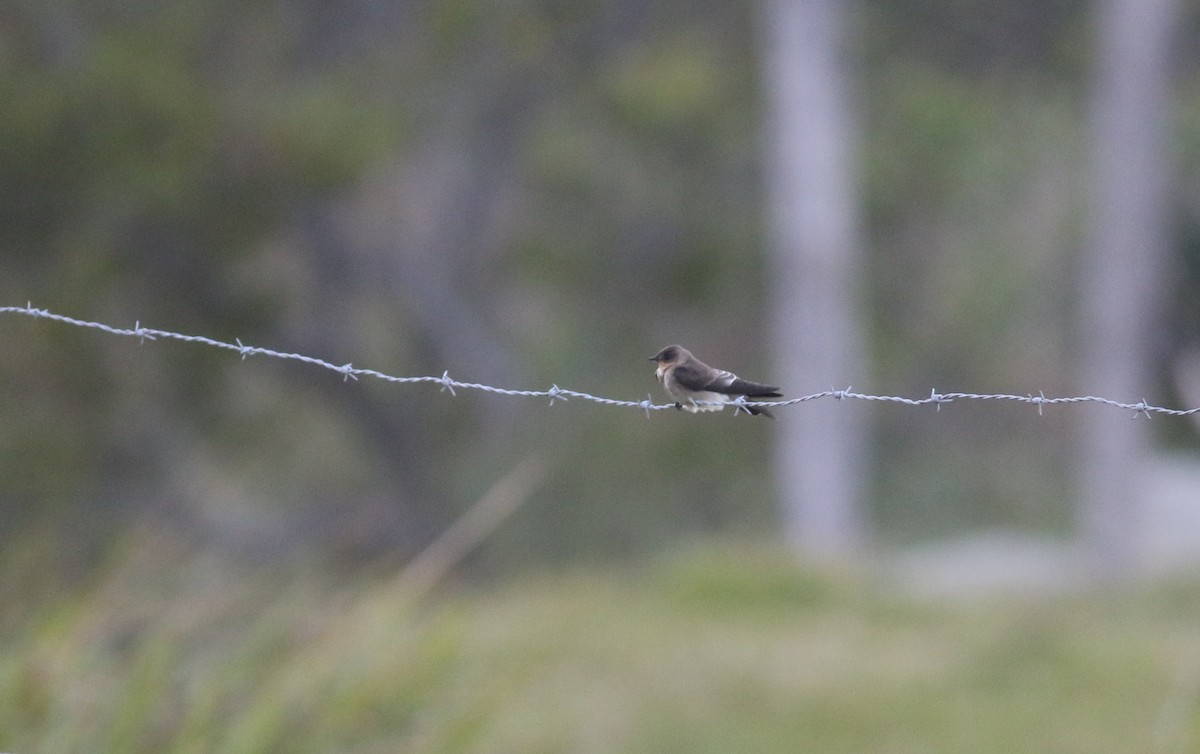 Southern Rough-winged Swallow - Anton Liebermann