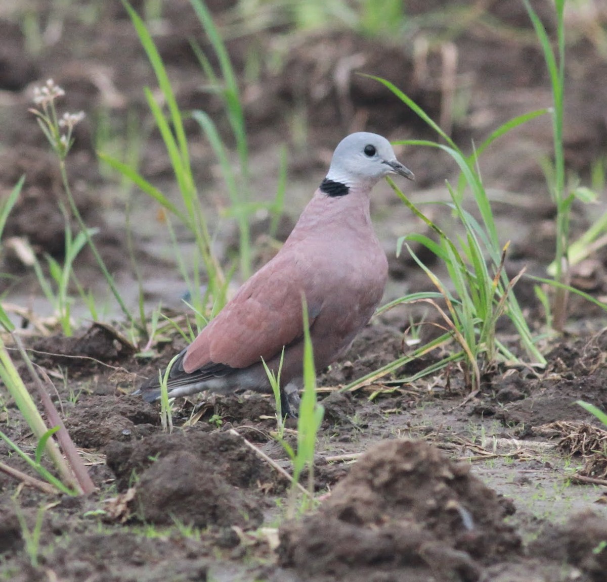 Red Collared-Dove - ML166227471