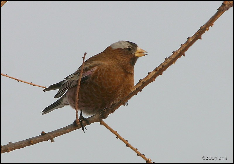 Gray-crowned Rosy-Finch - ML166227701